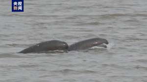 长江江豚调查团队在江苏靖江段发现多只江豚