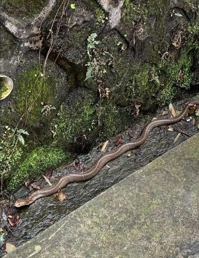 哎哟，吓人！1米多长的眼镜蛇，在西湖景区公交站旁“晃荡”