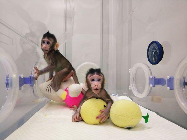 外媒：中国成功克隆猴子轰动世界 但无意“克隆人”