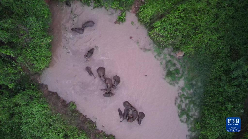 云南：亚洲象群出没村庄 当地及时监测预警